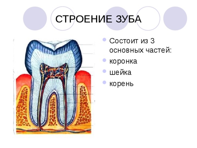 СТРОЕНИЕ ЗУБА Состоит из 3 основных частей: коронка шейка корень