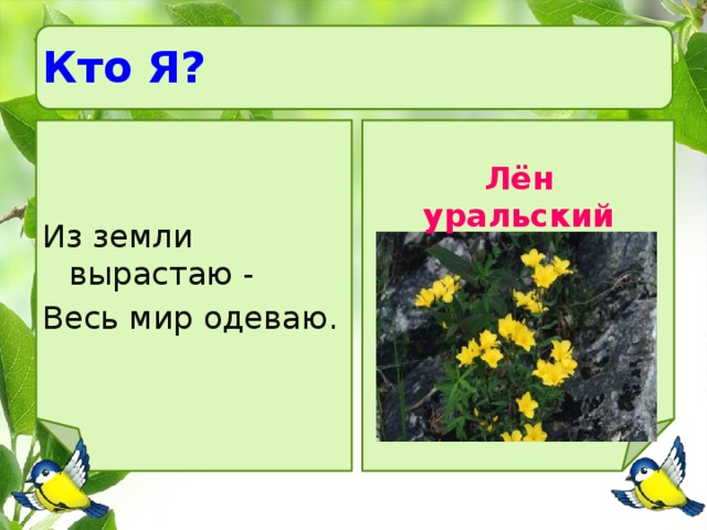 Из земли вырастаю всех одеваю. Из земли вырастаю весь мир одеваю отгадка. Загадка на земле вырастаю весь мир одеваю. Отгадай загадку из земли вырастают весь мир одеваю. Загадка летом раздетый ответ.