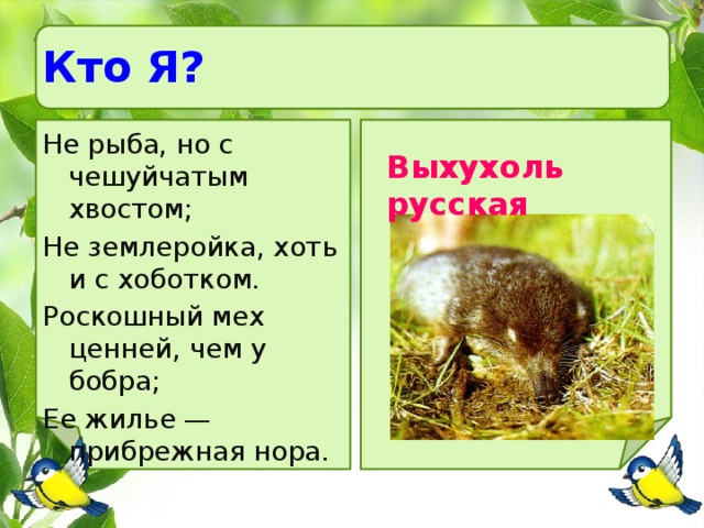 Кто Я? Не рыба, но с чешуйчатым хвостом; Не землеройка, хоть и с хоботком. Роскошный мех ценней, чем у бобра; Ее жилье — прибрежная нора. Выхухоль русская