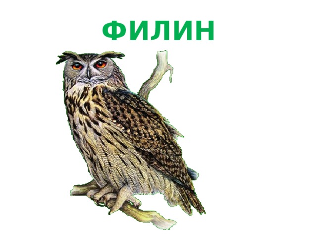 ФИЛИН