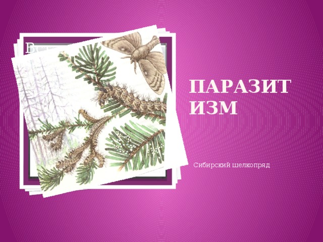Вставка рисунка Паразитизм Сибирский шелкопряд