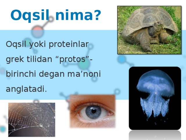 02 Oqsil nima ? Oqsil yoki proteinlar grek tilidan “protos”-birinchi degan ma’noni anglatadi.