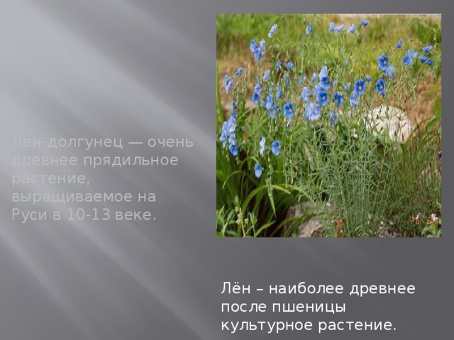 Лен-долгунец — очень древнее прядильное растение, выращиваемое на Руси в 10-13 веке. Лён – наиболее древнее после пшеницы культурное растение.