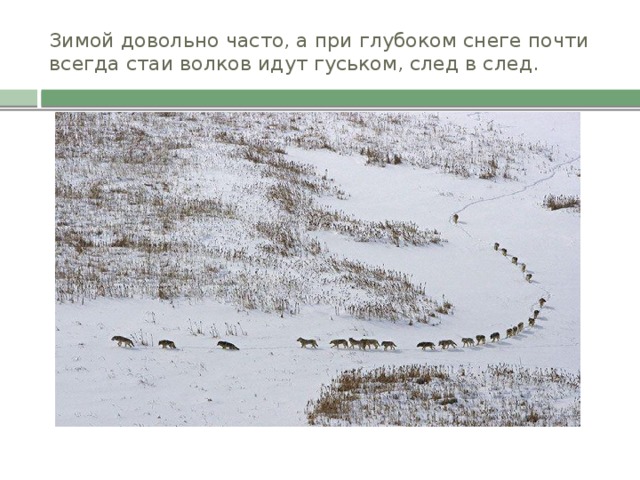 Зимой довольно часто, а при глубоком снеге почти всегда стаи волков идут гуськом, след в след.