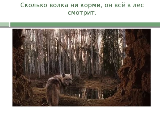 Сколько волка ни корми, он всё в лес смотрит.