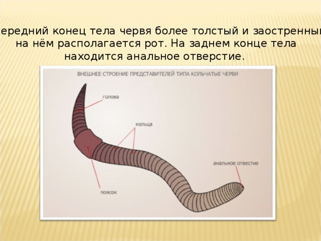Передний конец тела червя более толстый и заостренный, на нём располагается рот. На заднем конце тела находится анальное отверстие.