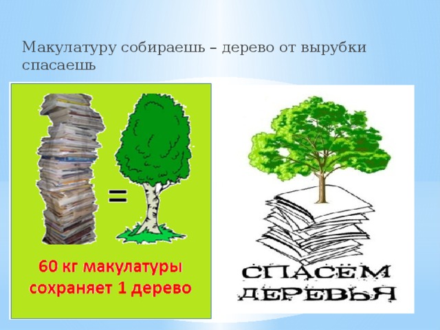 Макулатуру собираешь – дерево от вырубки спасаешь