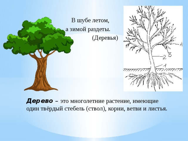 В шубе летом, а зимой раздеты.  (Деревья) Дерево – это многолетние растение, имеющие один твёрдый стебель (ствол), корни, ветви и листья.