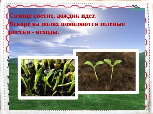 Солнце светит, дождик идет.  Вскоре на полях появляются зеленые ростки - всходы.