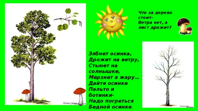 Что за дерево стоит-  Ветра нет, а лист дрожит? Зябнет осинка,  Дрожит на ветру,  Стынет на солнышке,  Мёрзнет в жару…  Дайте осинке  Пальто и ботинки-  Надо погреться  Бедной осинке .