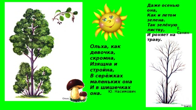 Даже осенью она,  Как и летом зелена.  Так зелёную листву,  И роняет на траву. Е. Санин Ольха, как девочка, скромна,  Изящна и стройна,  В серёжках маленьких она  И в шишечках она. Ю. Насимович