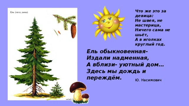 Что же это за девица:  Не швея, не мастерица,  Ничего сама не шьёт,  А в иголках круглый год. Ель обыкновенная- Издали надменная,  А вблизи- уютный дом…  Здесь мы дождь и переждём. Ю. Насимович