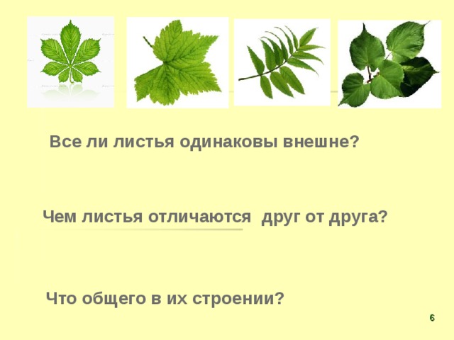 Все ли листья одинаковы внешне? Чем листья отличаются друг от друга? Что общего в их строении?