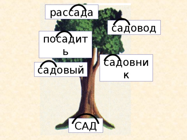 рассада садовод посадить садовник садовый САД