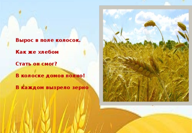 Вырос в поле колосок.  Как же хлебом  Стать он смог?  В колоске домов полно!  В каждом вызрело зерно