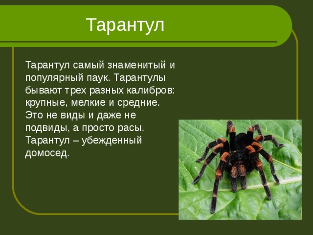 Тарантул Тарантул самый знаменитый и популярный паук. Тарантулы бывают трех разных калибров: крупные, мелкие и средние. Это не виды и даже не подвиды, а просто расы. Тарантул – убежденный домосед.