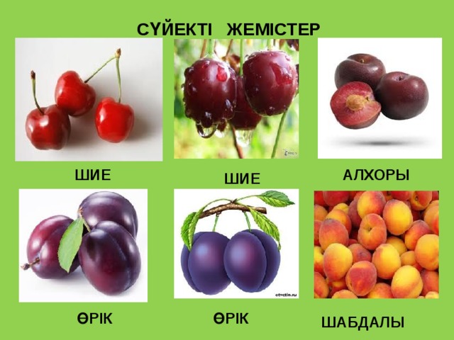 СҮЙЕКТІ ЖЕМІСТЕР ШИЕ АЛХОРЫ ШИЕ ӨРІК ӨРІК ШАБДАЛЫ