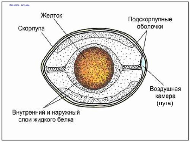 Записать тетрадь (пуга)