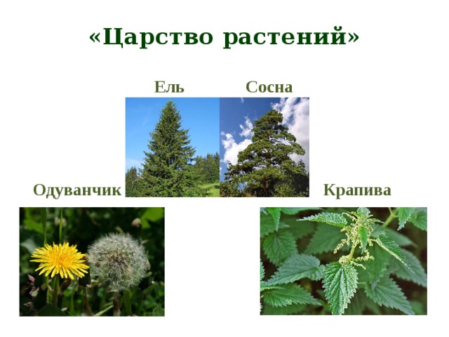 «Царство растений»  Ель Сосна  Крапива  Одуванчик