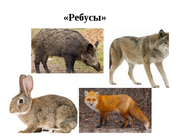 «Ребусы»