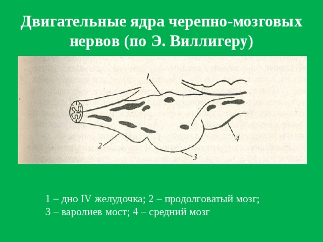 Двигательные ядра черепно-мозговых нервов (по Э. Виллигеру) 1 – дно IV желудочка; 2 – продолговатый мозг; 3 – варолиев мост; 4 – средний мозг