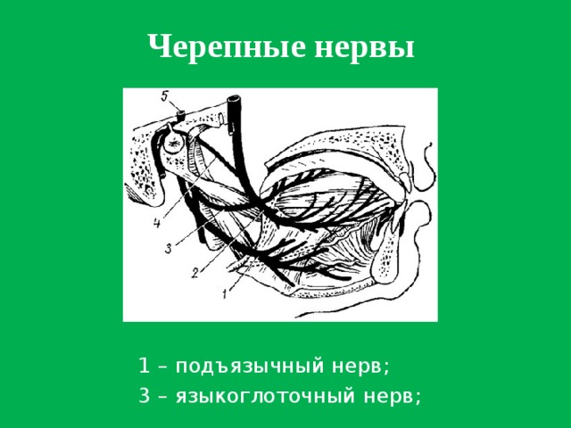 Черепные нервы 1 – подъязычный нерв; 3 – языкоглоточный нерв;