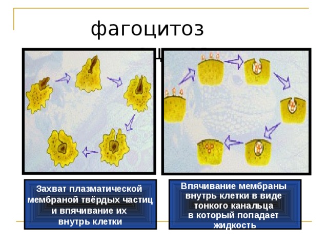 фагоцитоз пиноцитоз Захват плазматической мембраной твёрдых частиц и впячивание их внутрь клетки  Впячивание мембраны внутрь клетки в виде тонкого канальца в который попадает жидкость
