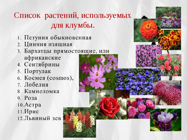 Список растений, используемых для клумбы.