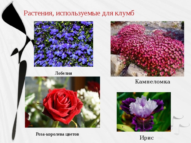 Лобелия Растения, используемые для клумб Камнеломка Роза-королева цветов Ирис