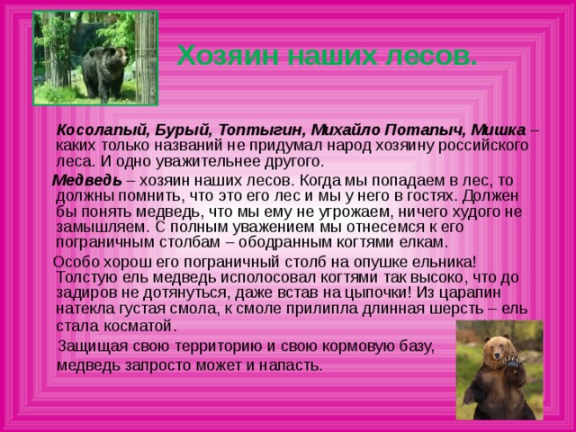 Хозяин наших лесов.  Косолапый, Бурый, Топтыгин, Михайло Потапыч, Мишка – каких только названий не придумал народ хозяину российского леса. И одно уважительнее другого.  Медведь – хозяин наших лесов. Когда мы попадаем в лес, то должны помнить, что это его лес и мы у него в гостях. Должен бы понять медведь, что мы ему не угрожаем, ничего худого не замышляем. С полным уважением мы отнесемся к его пограничным столбам – ободранным когтями елкам.  Особо хорош его пограничный столб на опушке ельника! Толстую ель медведь исполосовал когтями так высоко, что до задиров не дотянуться, даже встав на цыпочки! Из царапин натекла густая смола, к смоле прилипла длинная шерсть – ель стала  косматой.  Защищая свою территорию и свою кормовую базу,  медведь запросто может и напасть.