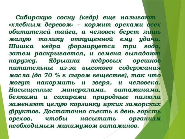 Сибирскую сосну (кедр) еще называют «хлебным деревом» – кормит орехами всех обитателей тайги, а человек берет лишь малую толику отпущенной ему удачи. Шишка кедра формируется три года, затем раскрывается, и семена выпадают наружу. Ядрышки кедровых орешков питательны из-за высокого содержания масла (до 70 % в сыром веществе), так что могут накормить и зверя, и человека. Насыщенные минералами, витаминами, белками и сахарами природные пилюли заменяют целую корзинку ярких заморских фруктов. Достаточно съесть в день горсть орехов, чтобы насытить организм необходимым минимумом витаминов.