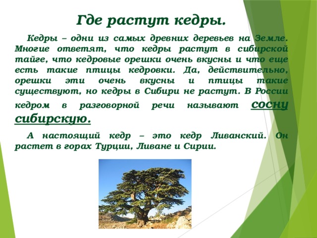 Где растут кедры. Кедры – одни из самых древних деревьев на Земле. Многие ответят, что кедры растут в сибирской тайге, что кедровые орешки очень вкусны и что еще есть такие птицы кедровки. Да, действительно, орешки эти очень вкусны и птицы такие существуют, но кедры в Сибири не растут. В России кедром в разговорной речи называют сосну сибирскую. А настоящий кедр – это кедр Ливанский. Он растет в горах Турции, Ливане и Сирии.