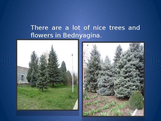 There are a lot of nice trees and flowers in Bednyagina.