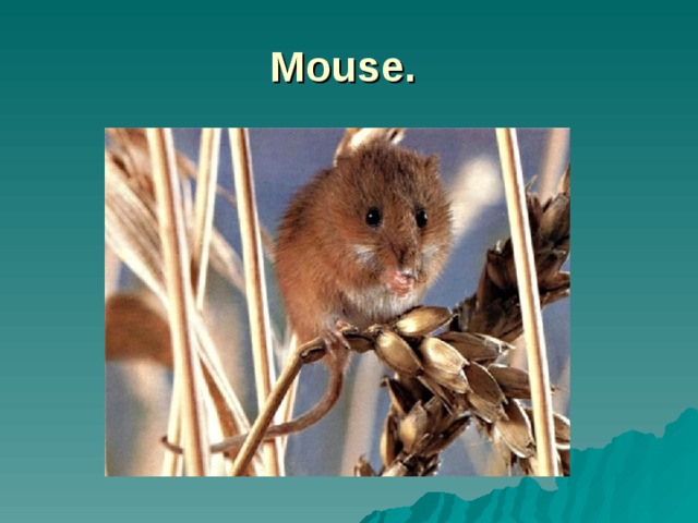 Mouse.