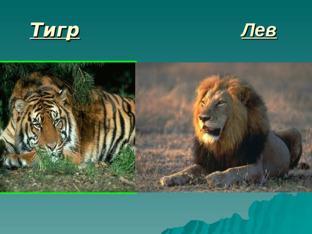 Тигр     Лев