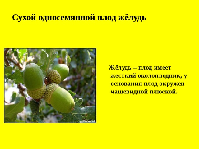 Сухой односемянной плод жёлудь   Жёлудь – плод имеет жесткий околоплодник, у основания плод окружен чашевидной плюской.