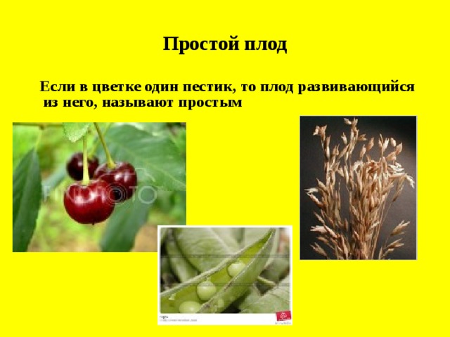 Простой плод  Если в цветке один пестик, то плод развивающийся из него, называют простым