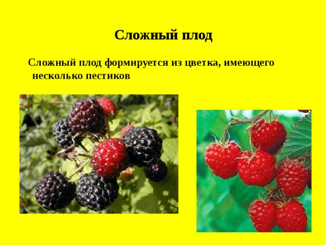 Сложный плод  Сложный плод формируется из цветка, имеющего несколько пестиков