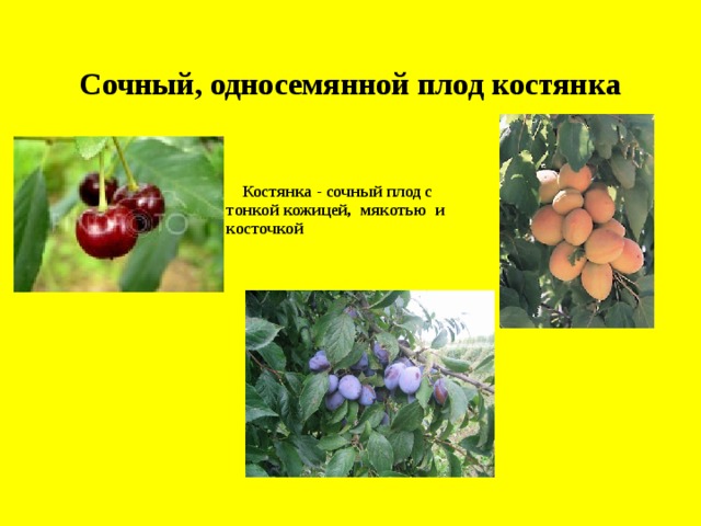 Сочный, односемянной плод костянка  Костянка - сочный плод с тонкой кожицей, мякотью и косточкой 7