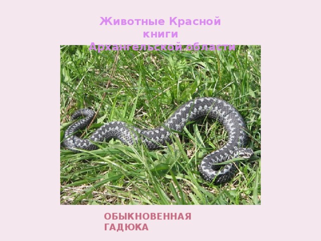 Обыкновенная гадюка Животные Красной книги  Архангельской области