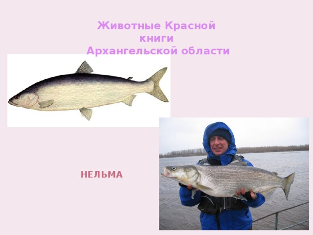 нельма Животные Красной книги  Архангельской области