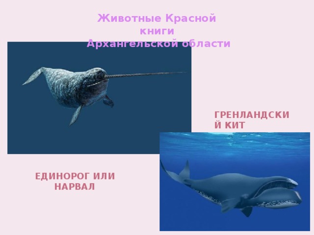 Животные Красной книги  Архангельской области Гренландский кит Единорог или нарвал