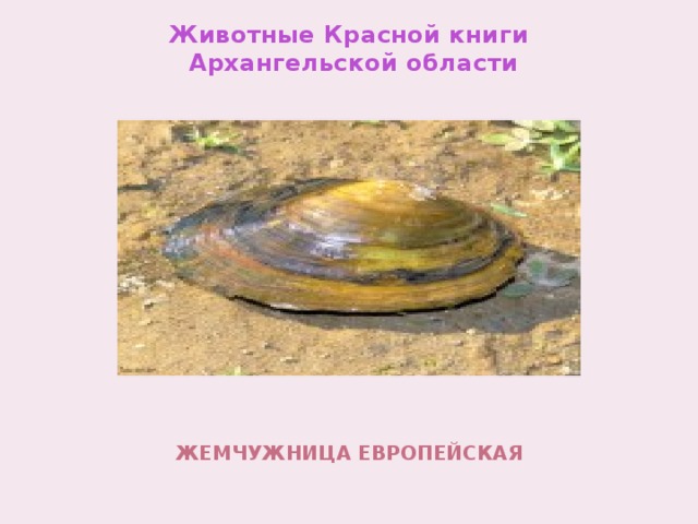 Животные Красной книги  Архангельской области     Жемчужница европейская