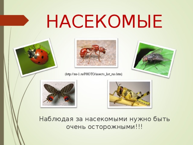 НАСЕКОМЫЕ (http://mr-1.ru/PHOTO/insects_list_rus.htm) Наблюдая за насекомыми нужно быть очень осторожными!!!