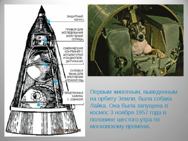 Первым животным, выведенным на орбиту Земли, была собака Лайка. Она была запущена в космос 3 ноября 1957 года в половине шестого утра по московскому времени .