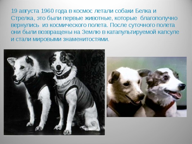 19 августа 1960 года в космос летали собаки Белка и Стрелка, это были первые животные, которые благополучно вернулись из космического полета. После суточного полета они были возвращены на Землю в катапультируемой капсуле и стали мировыми знаменитостями.