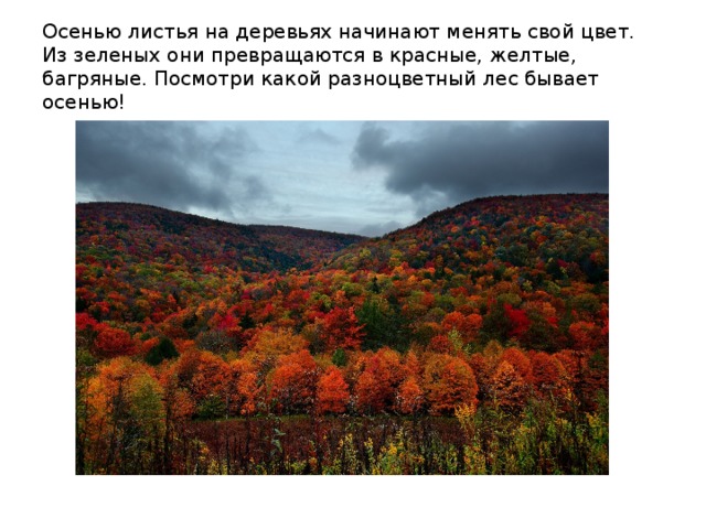 Осенью листья на деревьях начинают менять свой цвет. Из зеленых они превращаются в красные, желтые, багряные. Посмотри какой разноцветный лес бывает осенью!