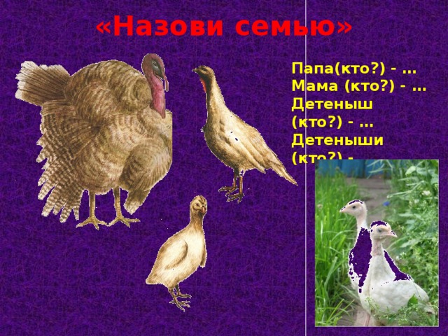 «Назови семью» Папа(кто?) - … Мама (кто?) - … Детеныш (кто?) - … Детеныши (кто?) - …