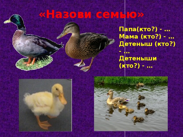 «Назови семью» Папа(кто?) - … Мама (кто?) - … Детеныш (кто?) - … Детеныши (кто?) - …