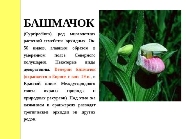 БАШМАЧОК (Cypripedium), род многолетних растений семейства орхидных. Ок. 50 видов, главным образом в умеренном поясе Северного полушария. Некоторые виды декоративны. Венерин башмачок (охраняется в Европе с кон. 19 в., в Красной книге Международного союза охраны природы и природных ресурсов). Под этим же названием в оранжереях разводят тропические орхидеи из других родов.